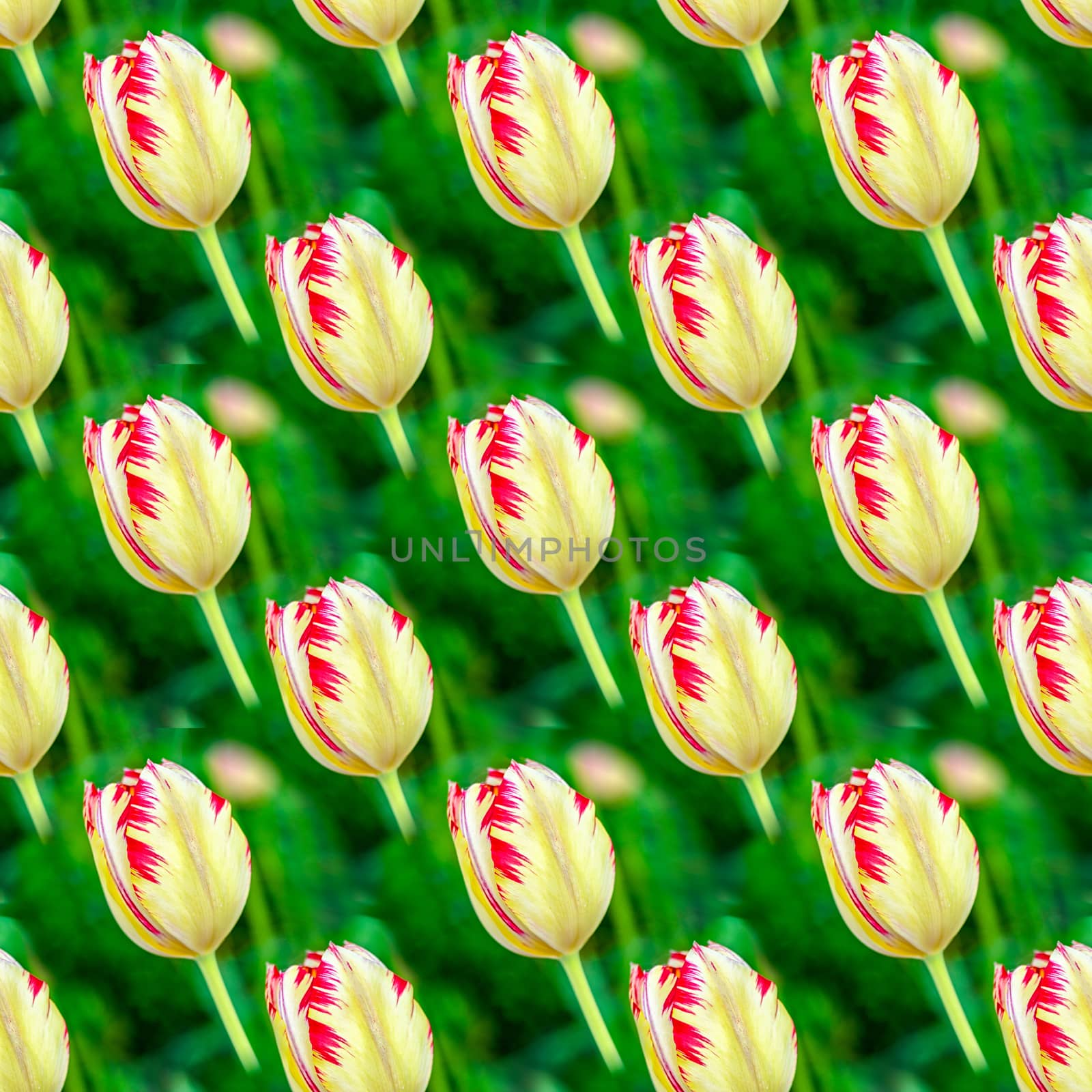 Seamless abstract spring natural background with blooming tulips.