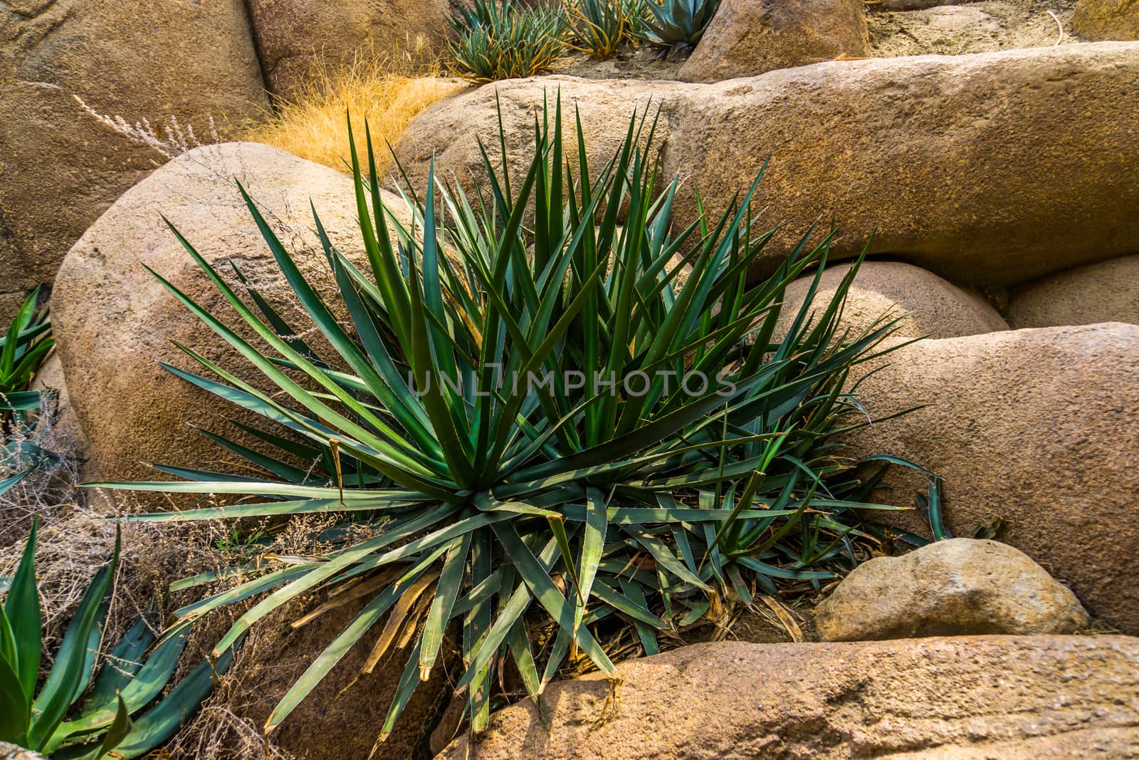 closeup of a agave sisalana plant, known as sisal in mexico, Popular tropical plant specie by charlottebleijenberg