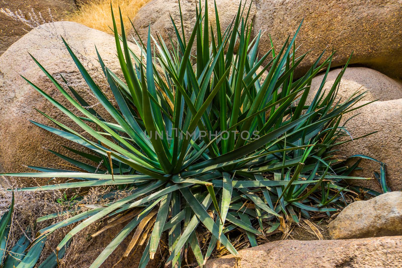 Agave sisalana plant in closeup, known as sisal in mexico, Popular tropical plant specie