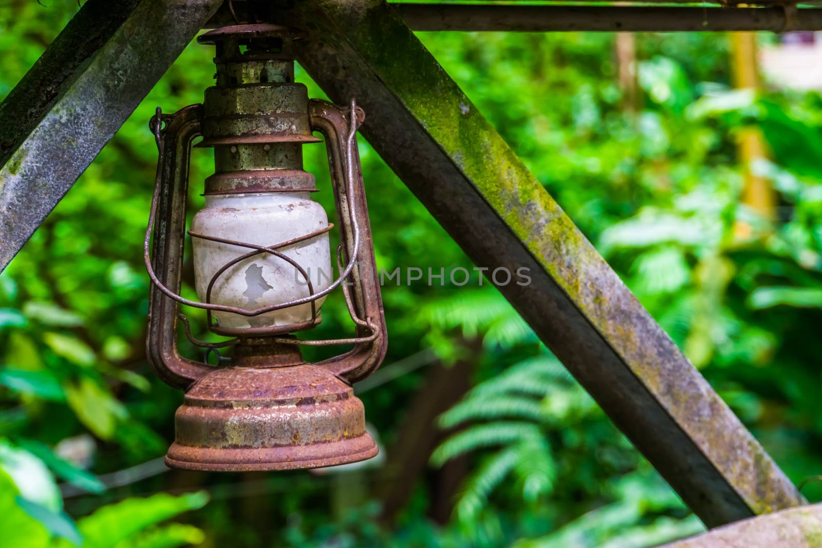 closeup of a old rusty vintage lantern with the jungle in the background