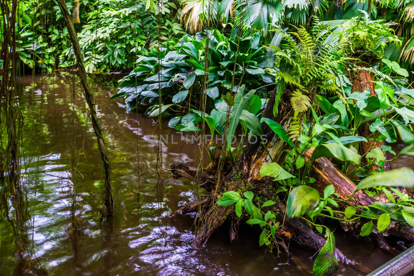 jungle lake with many green tropical plants, exotic garden and nature scenery