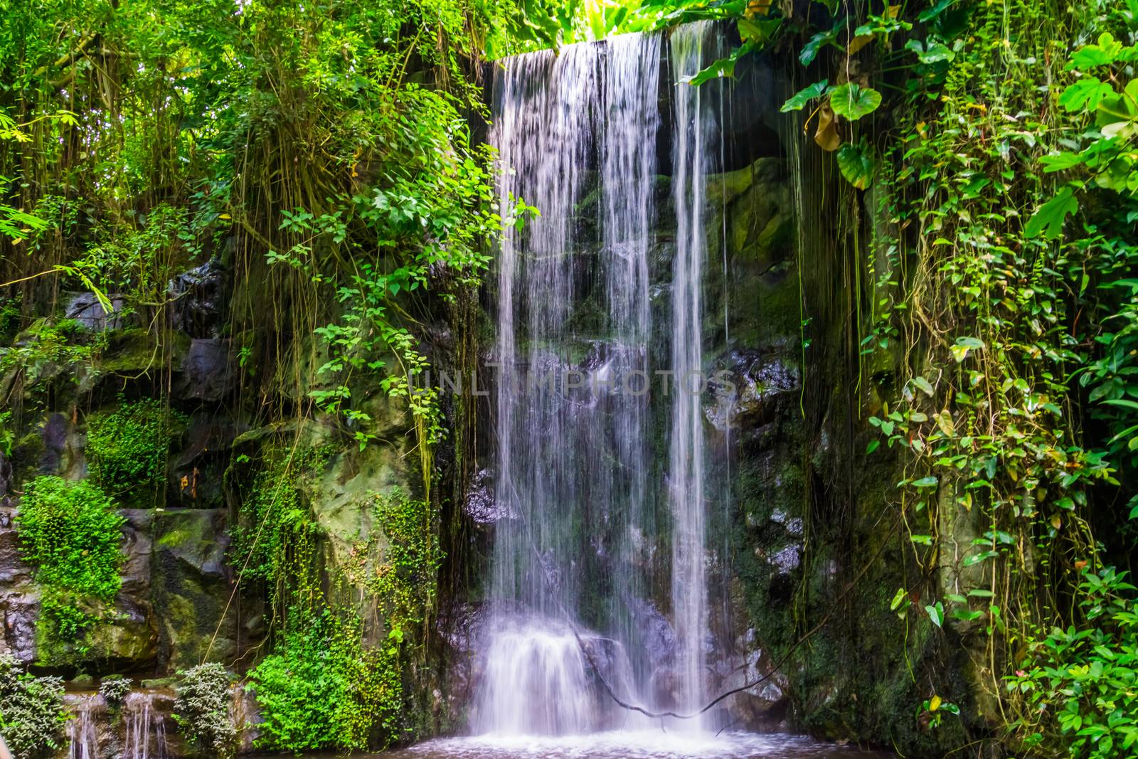streaming waterfall with many plants in a jungle scenery, beautiful nature background