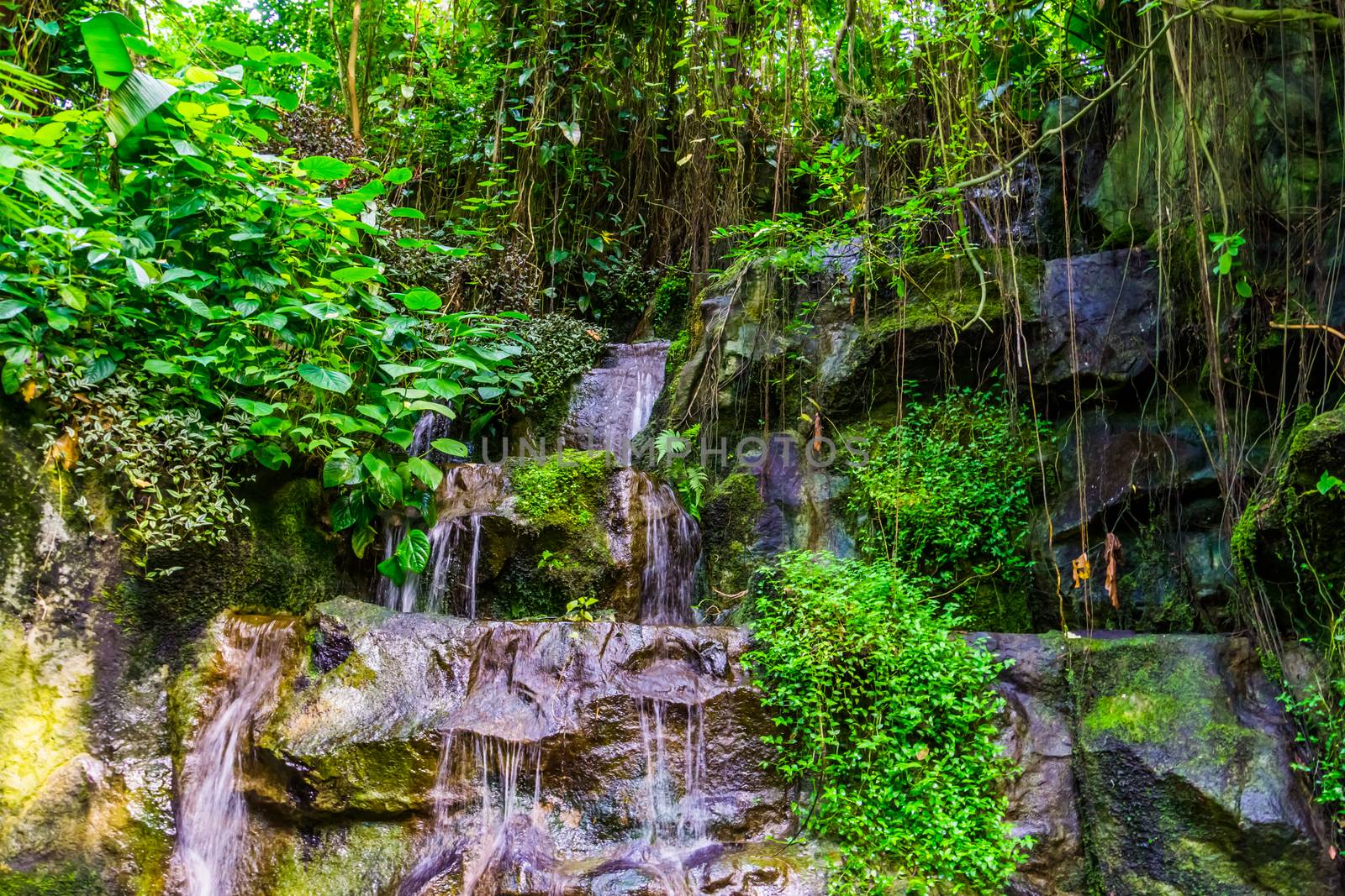 steaming water of rocks in a jungle scenery with many plants, nature background
