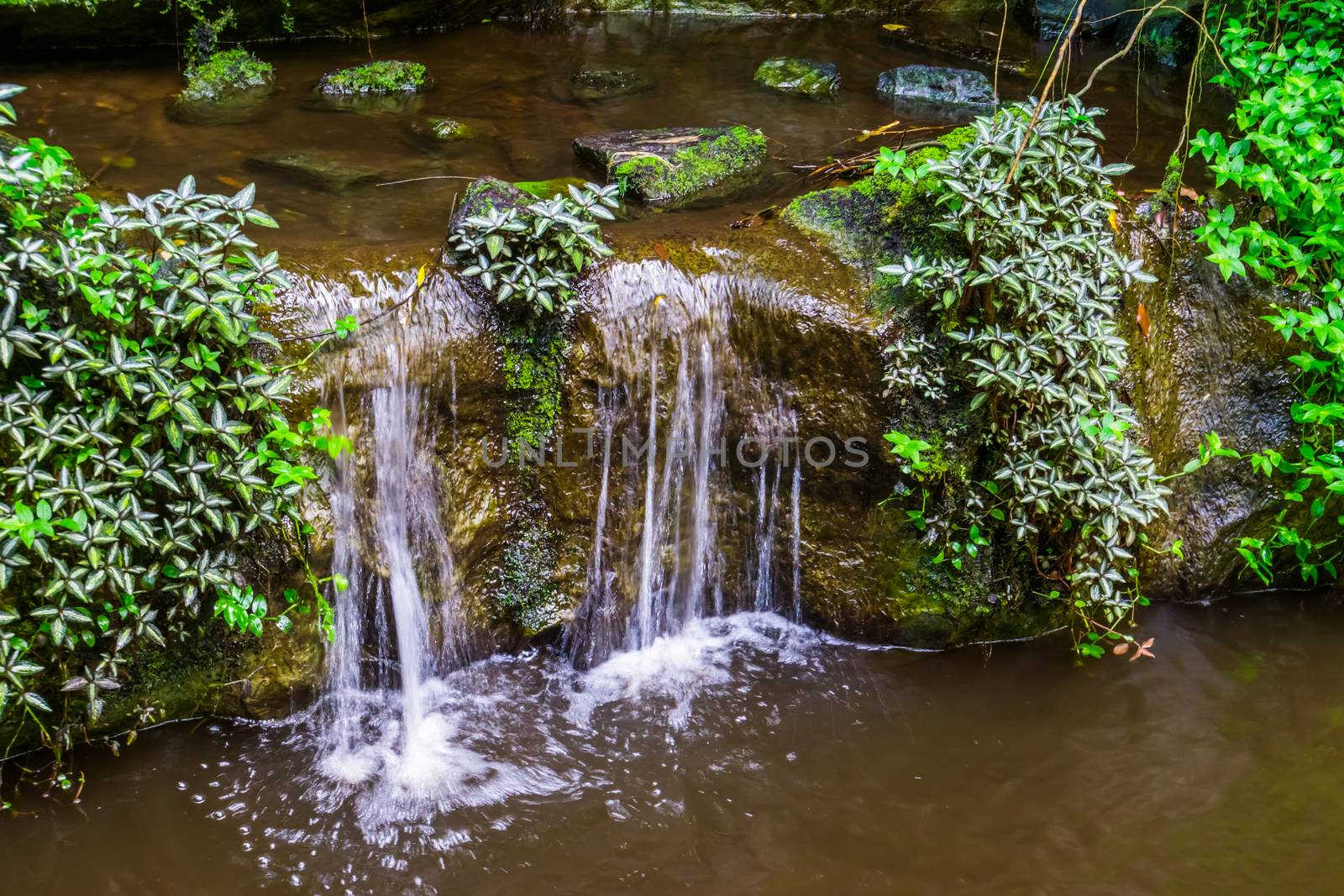 tiny waterfall in a pond, beautiful garden architecture, nature background by charlottebleijenberg