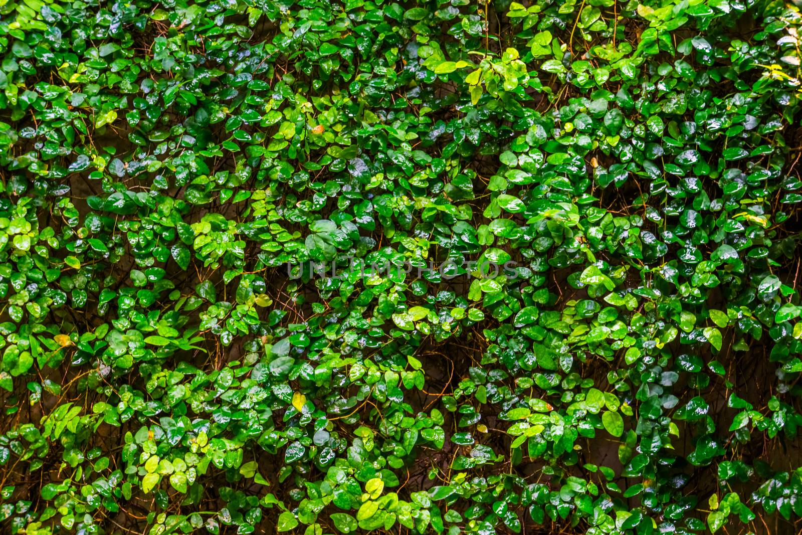 creeping fig plant growing on a wall, tropical climbing plant specie, Vines with many green leaves, nature background by charlottebleijenberg