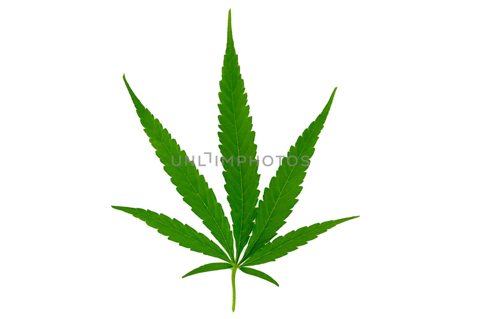 Cannabis leaves Hemp Isolate White background by sarayut_thaneerat