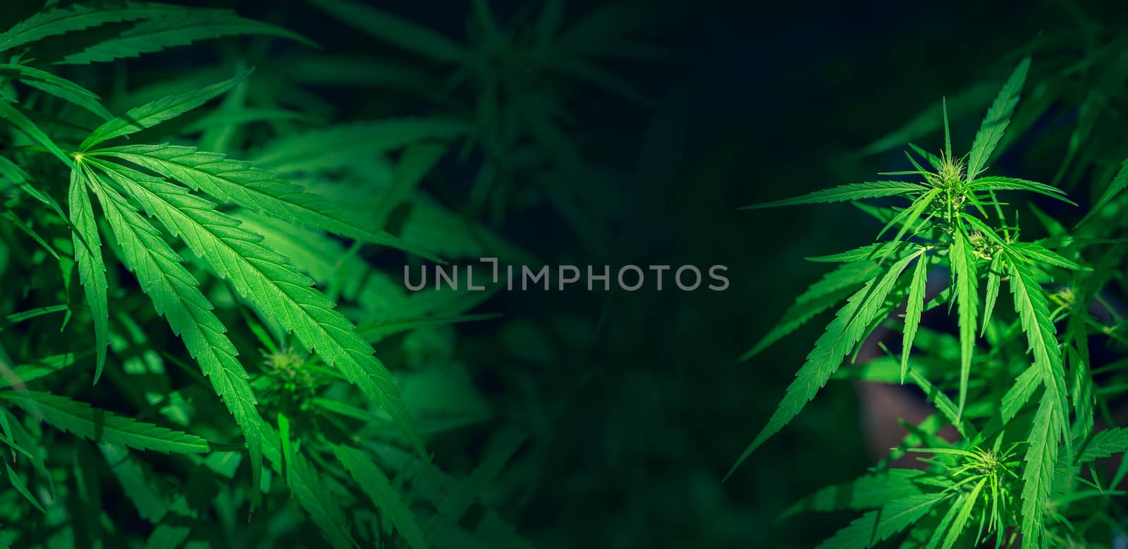 Green hemp leaf marijuana background Folhas de maconha cannabis by sarayut_thaneerat
