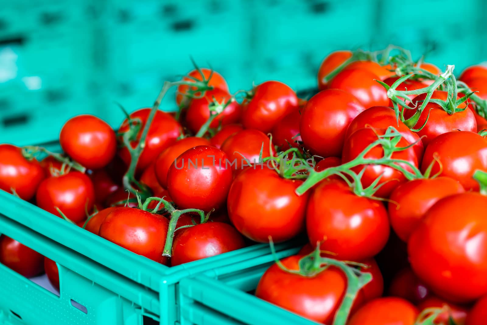 a closeup shoot to some tomatoes in a green crate - red color of tomates are very bright. photo has taken at izmir/turkey.