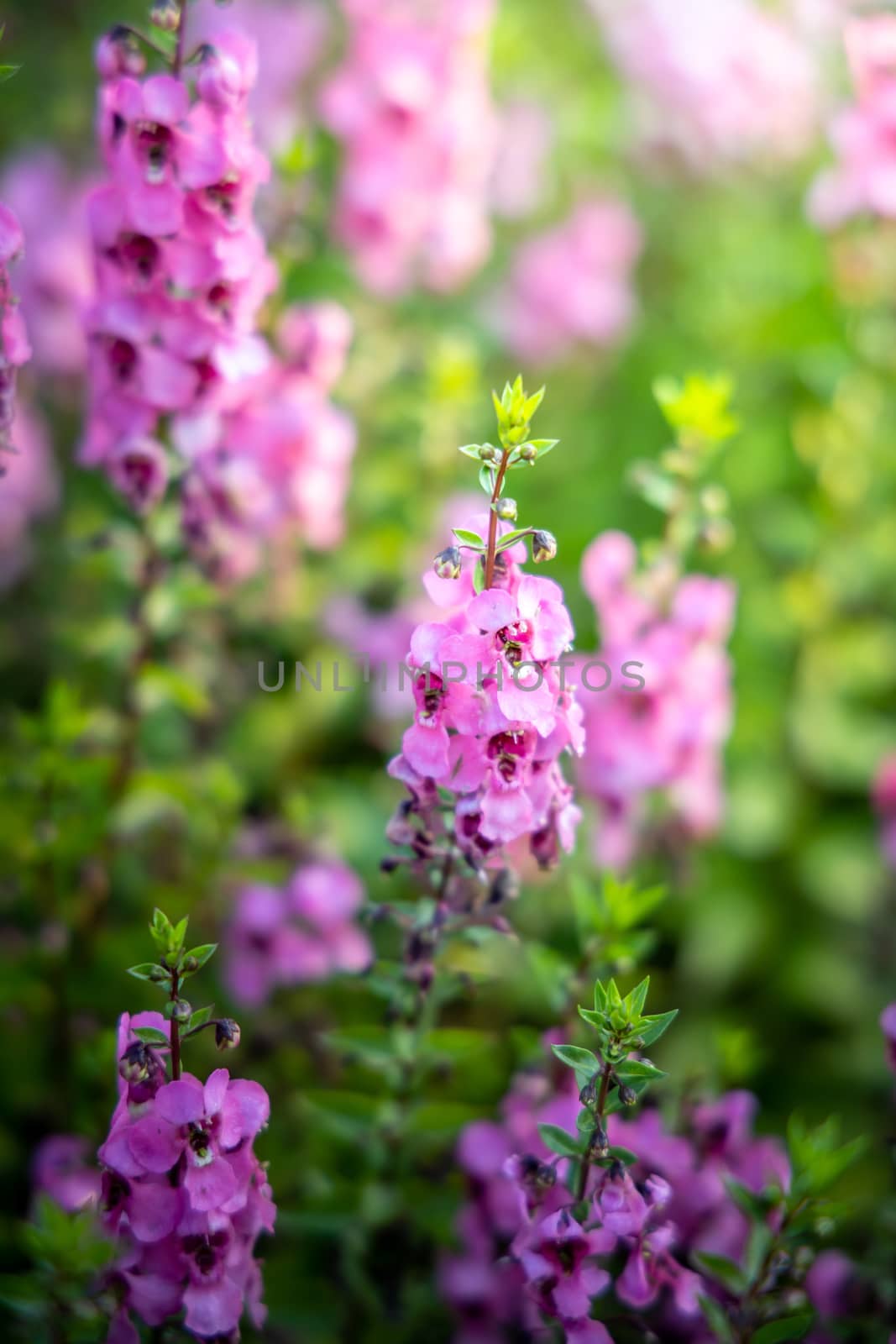 The background image of the colorful flowers by teerawit