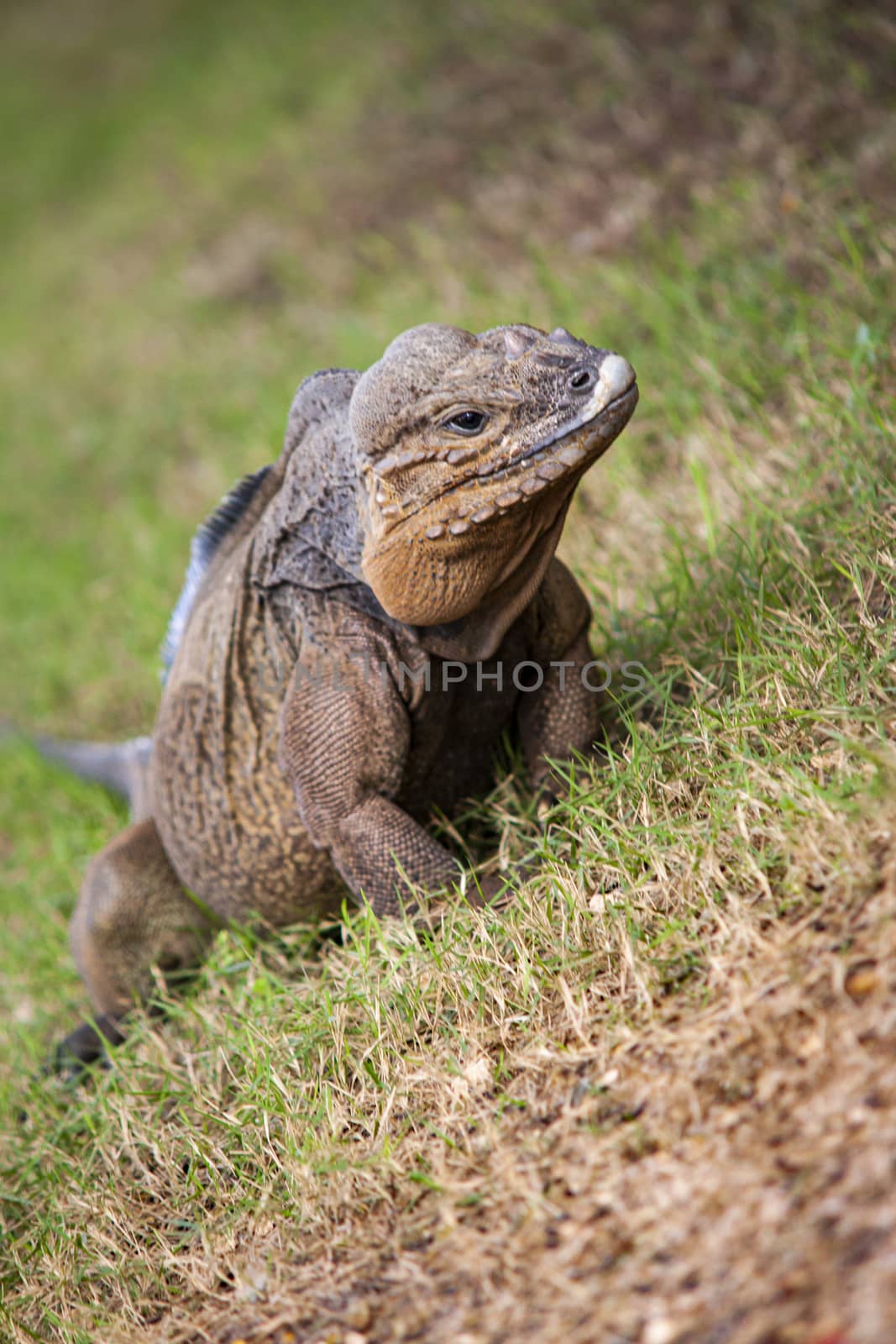 Grey Iguana in Dominican Republic 4 by pippocarlot