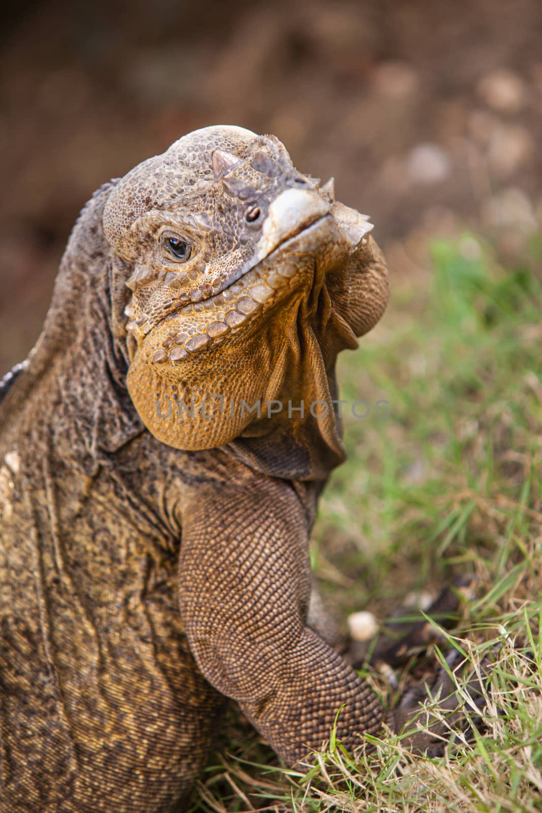 Close up of a Iguana by pippocarlot