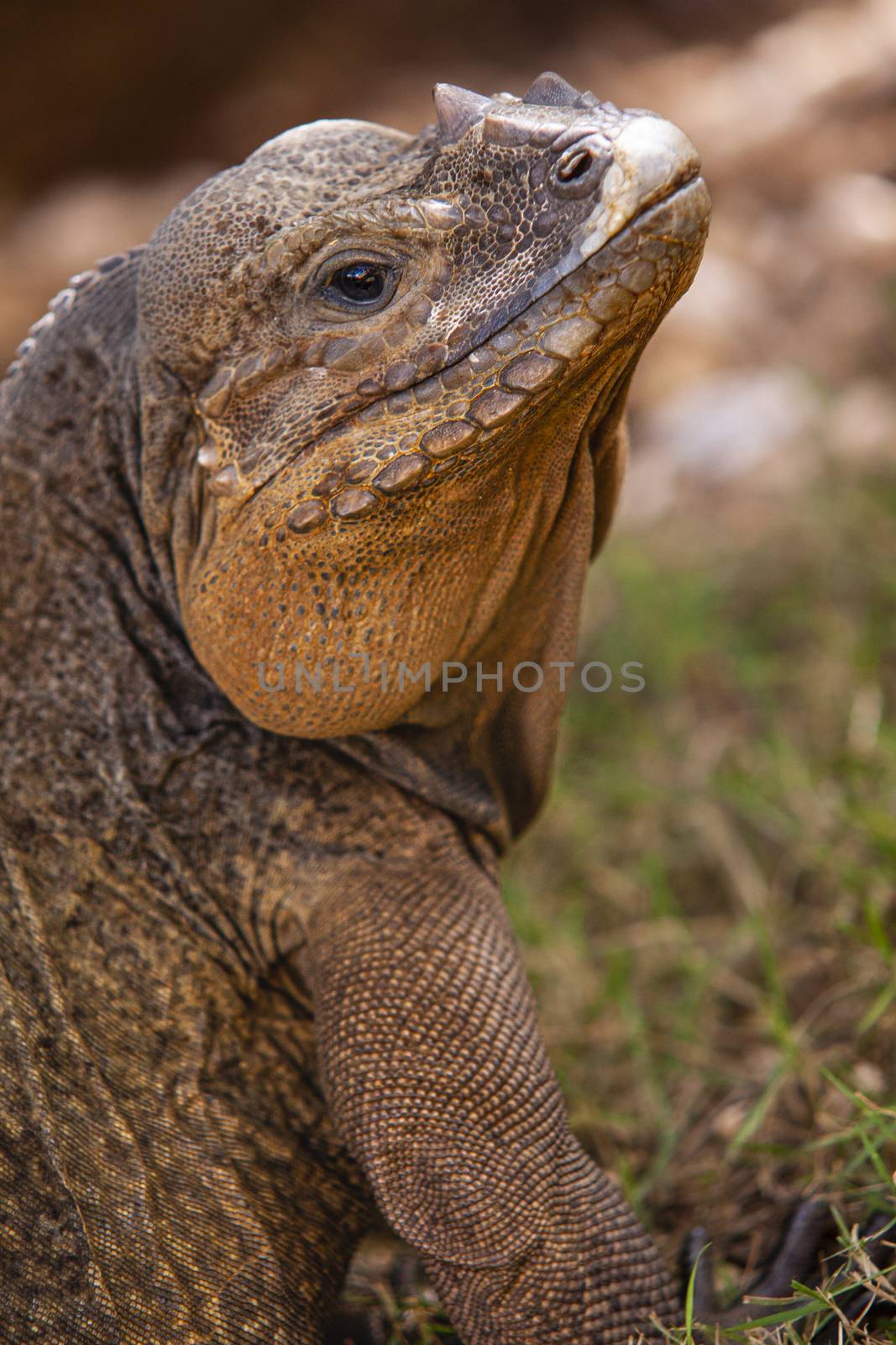 Close up of a Iguana 5 by pippocarlot