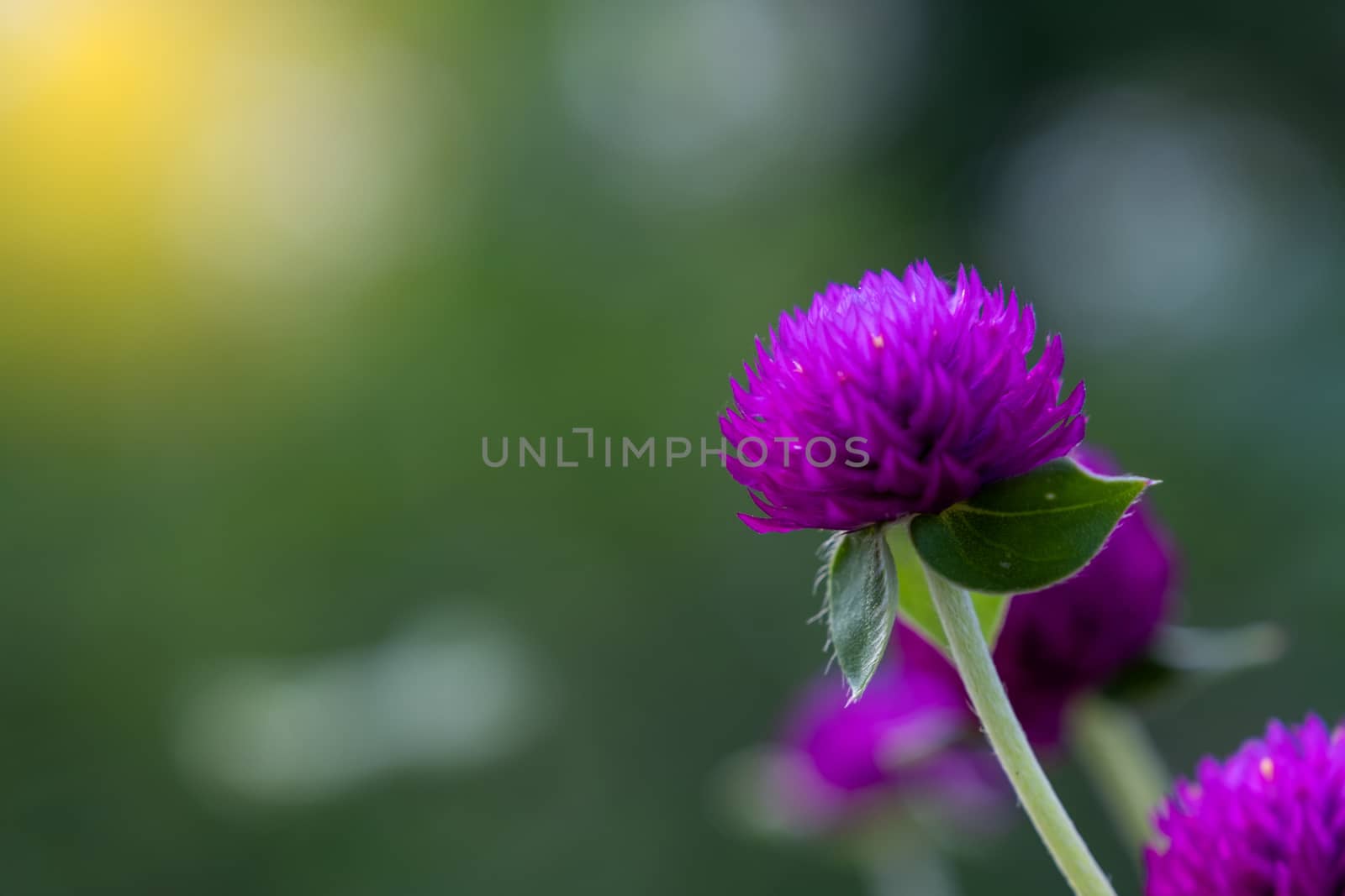 Select focus of Top view of flowers of Purple Grobe Amaranth or  by peerapixs