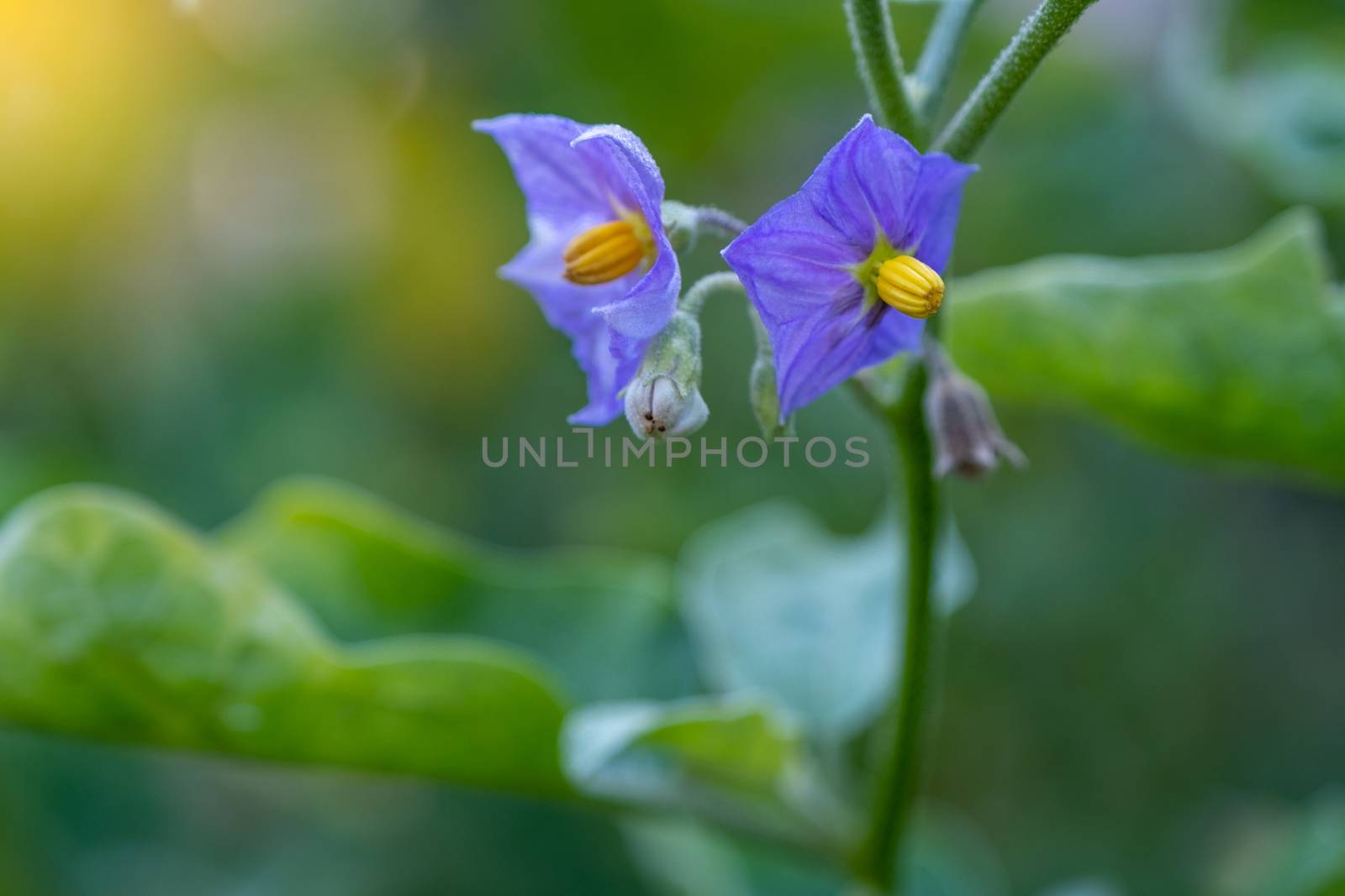 The Select focus Close up Thai Eggplant with flower on green leaf and tree with blur background