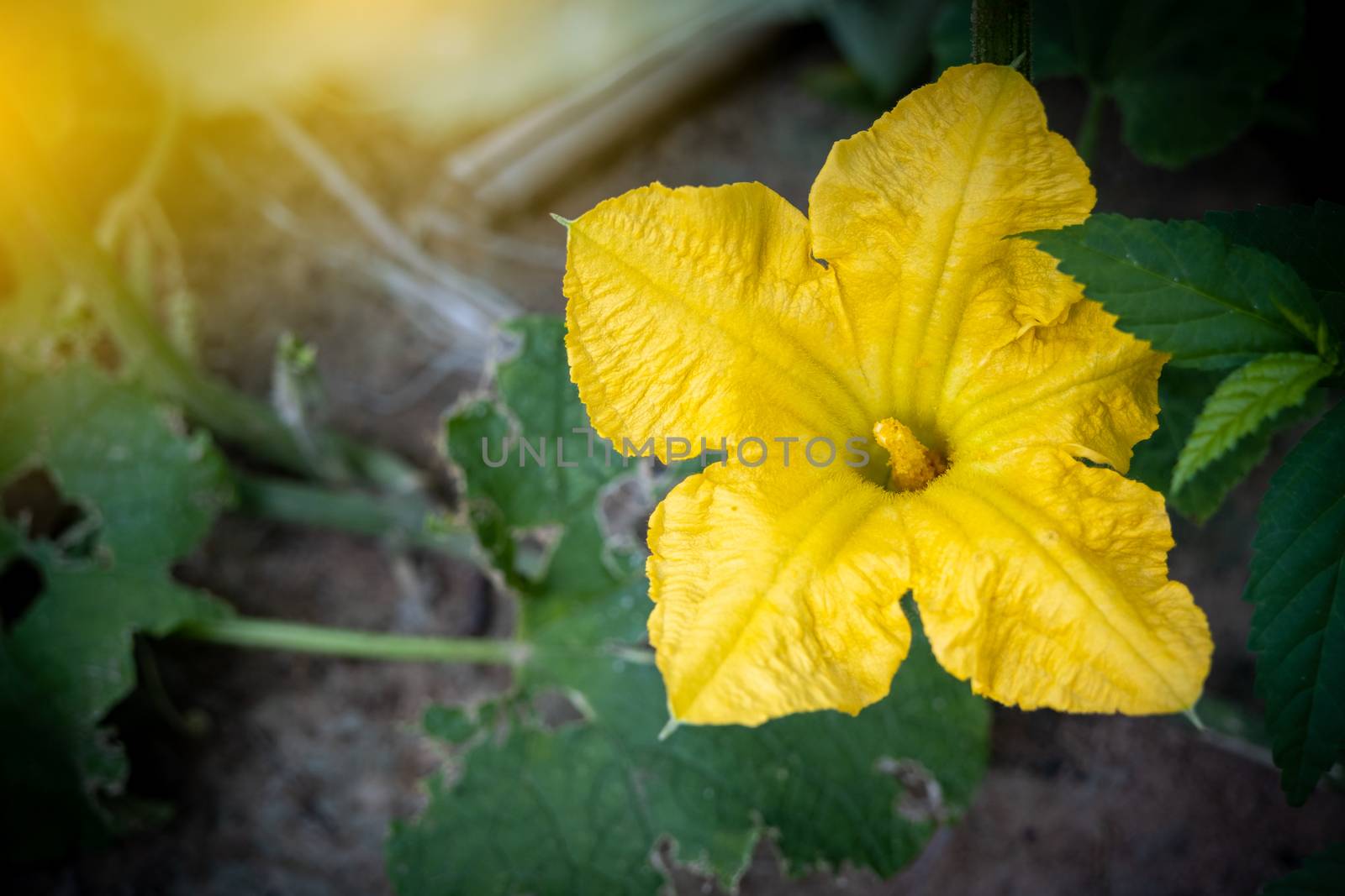 Pumpkin flower blossoming. Pumpkin flower flower blossoming in t by peerapixs