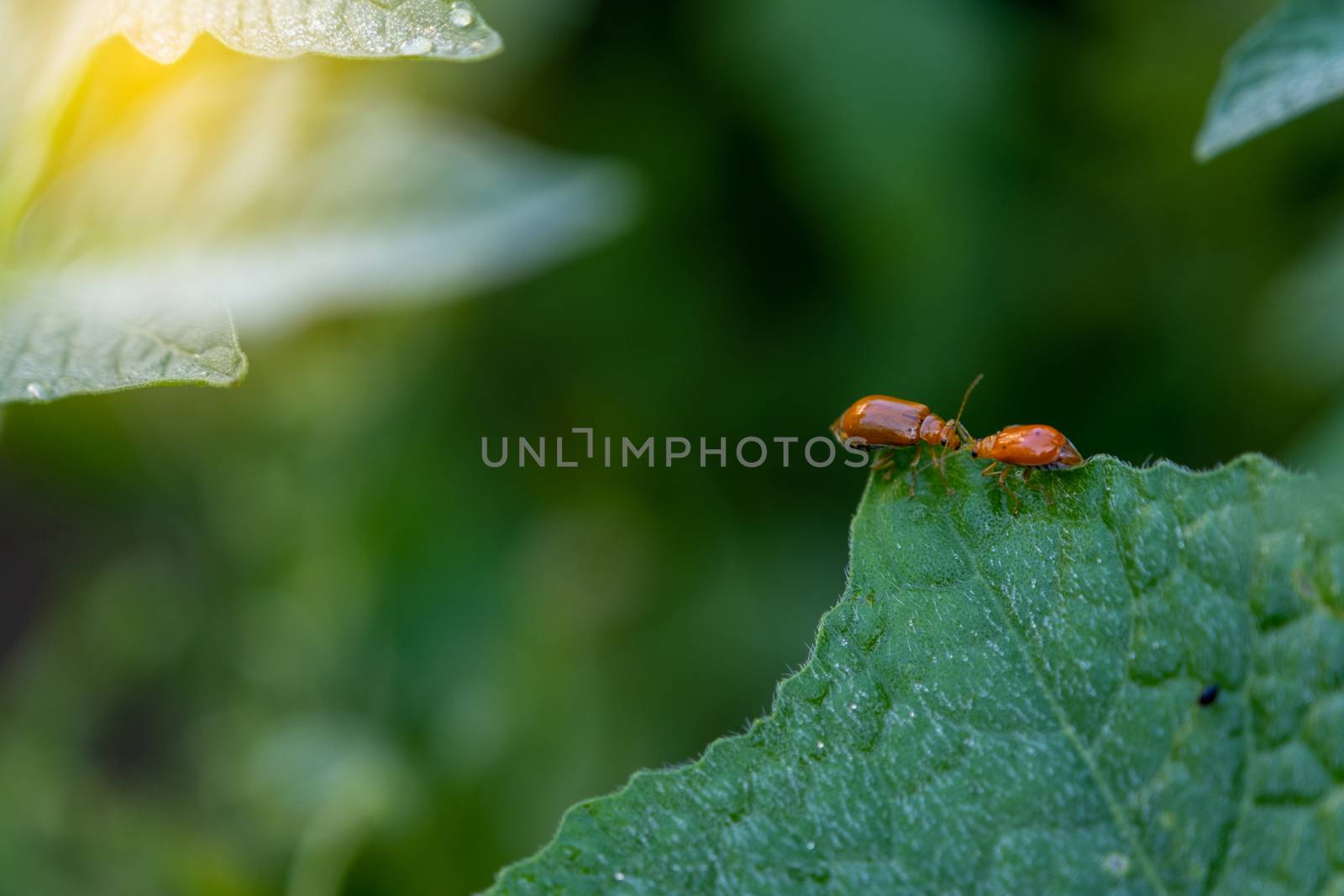 Couple of ladybugs on a Pumpkin leaves over green background by peerapixs