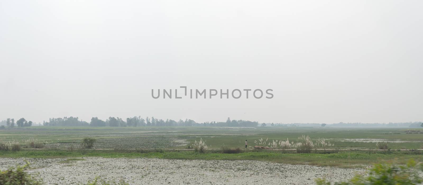 Landscape Horizon view of a model rural Indian village area with farm land and agriculture field. India Travel Tourism background. Assam North East India, South Asia Pacific. by sudiptabhowmick