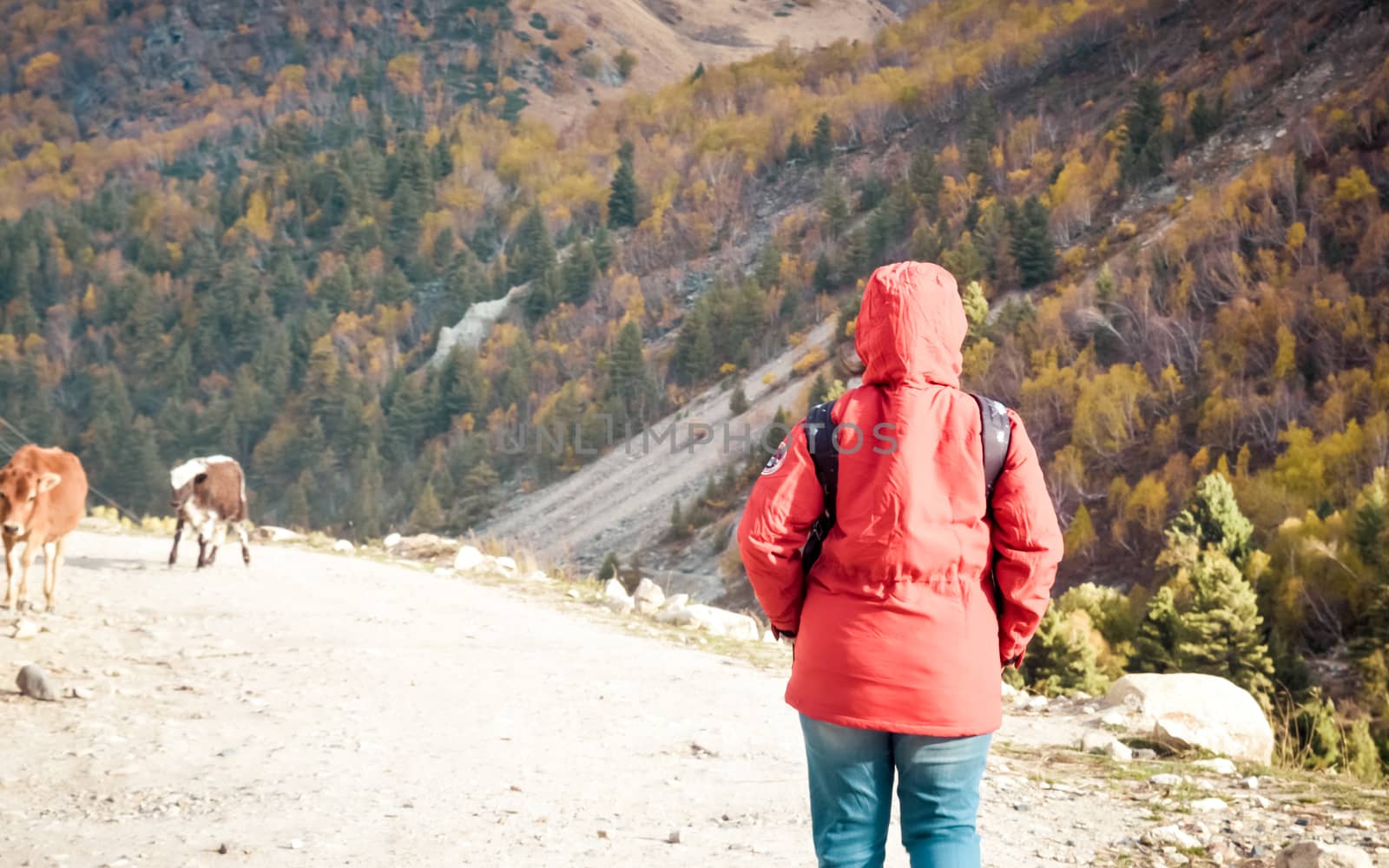 Rear view adult woman solo traveler in red jacket on a road trip walking alone in dirt road surrounded by forest and mountain, Outdoor activity and lifestyle in summer season background. Copy space.