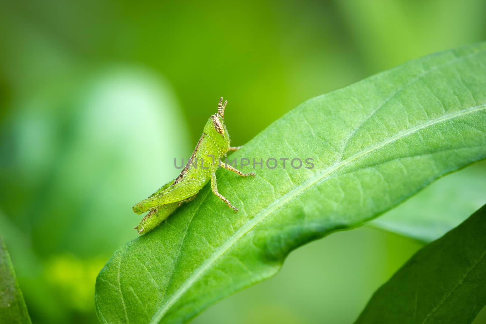 Grasshopper on green leaf in organic farm. Closeup and copy space. Integrity of natural environment.