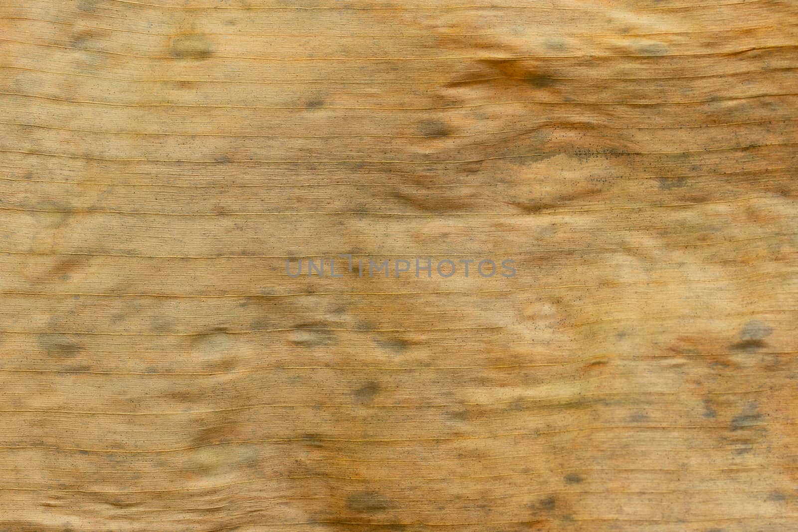 Texture background of dried banana leaf. Closeup and copy space.