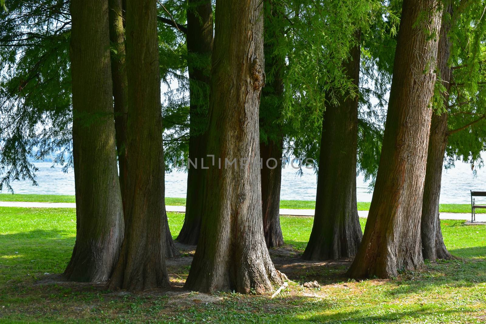 Larch trees in group, grass at summer. Lakeshore in the background, with walking path. Latin name Larix. Green nature background with shallow depth of field, soft focus.