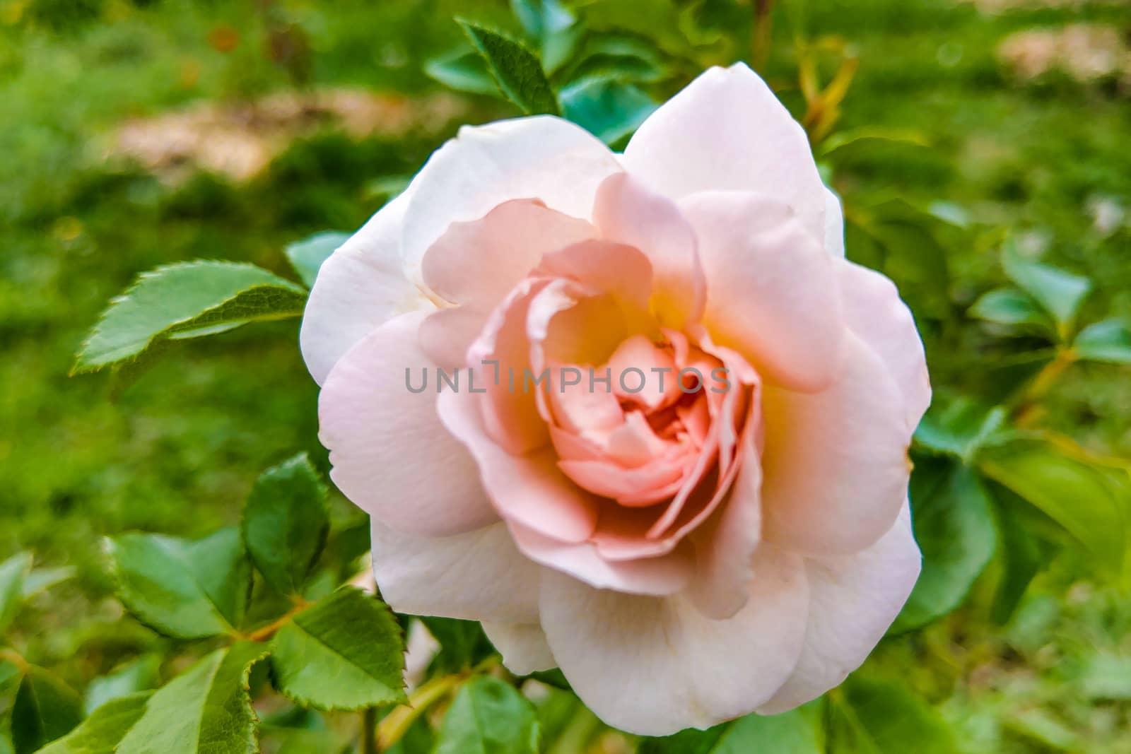 Beautiful pink rose in a garden, spring, nature