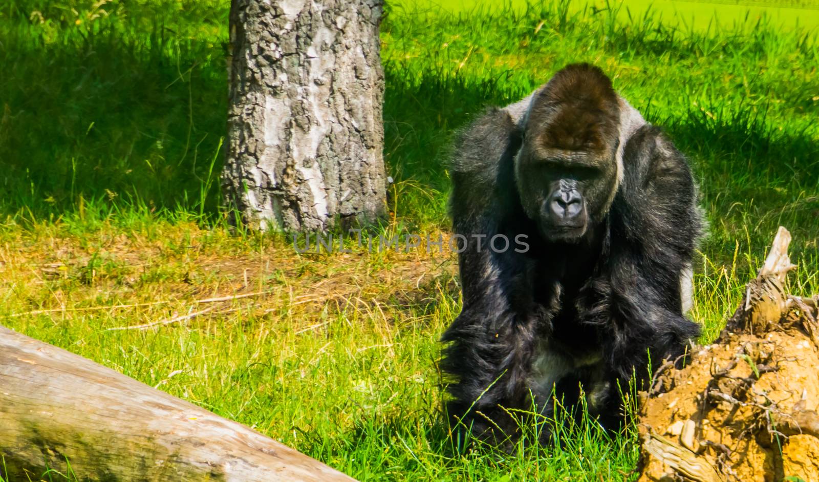 western gorilla in closeup, critically endangered animal specie from Africa