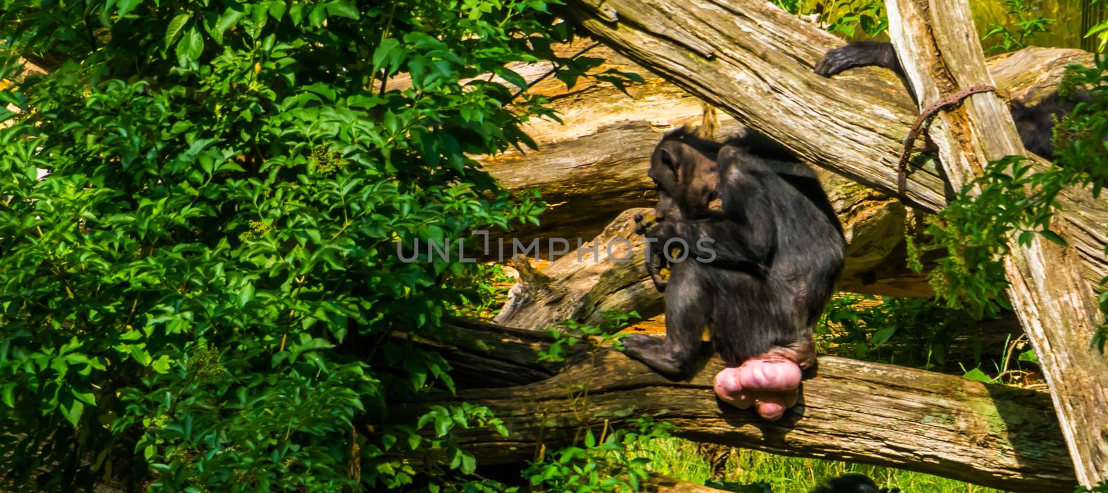 chimpanzee with many genital swellings, Tumescence by hormones, Endangered animal specie from Africa by charlottebleijenberg