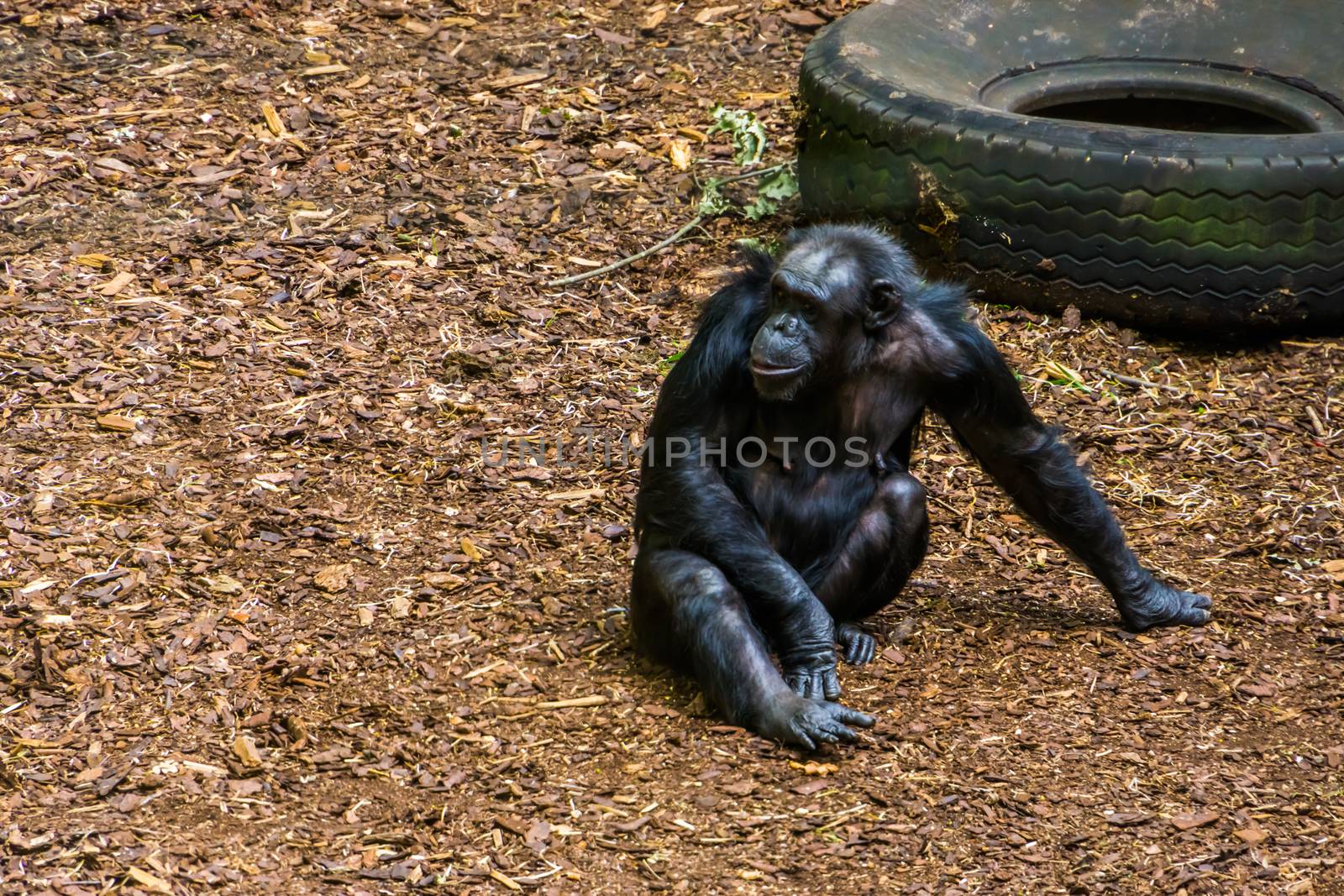 portrait of a chimpanzee sitting on the ground, Endangered animal specie from Africa by charlottebleijenberg