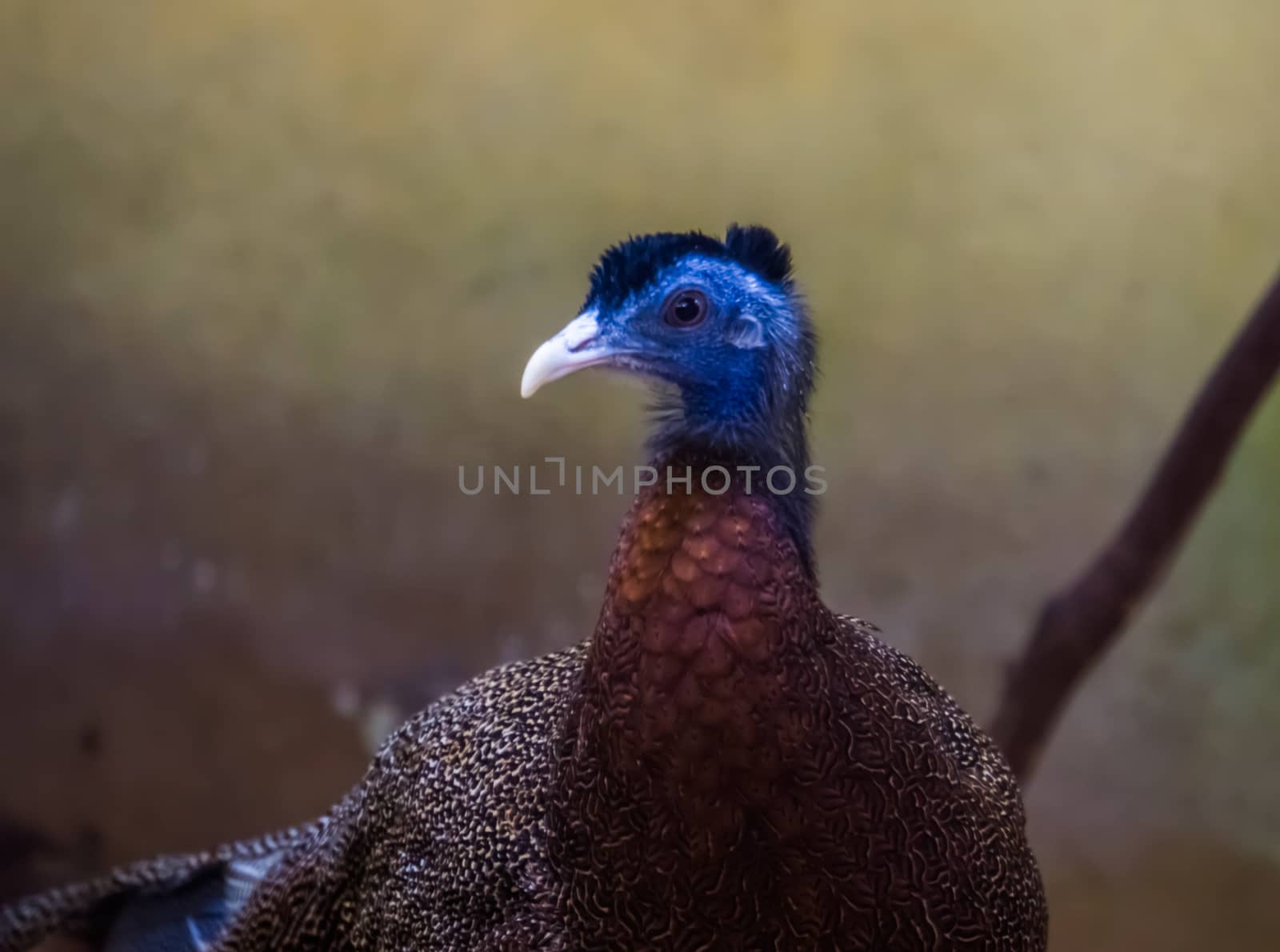 the face of a male great argus pheasant in closeup, near threatened bird specie from Asia by charlottebleijenberg