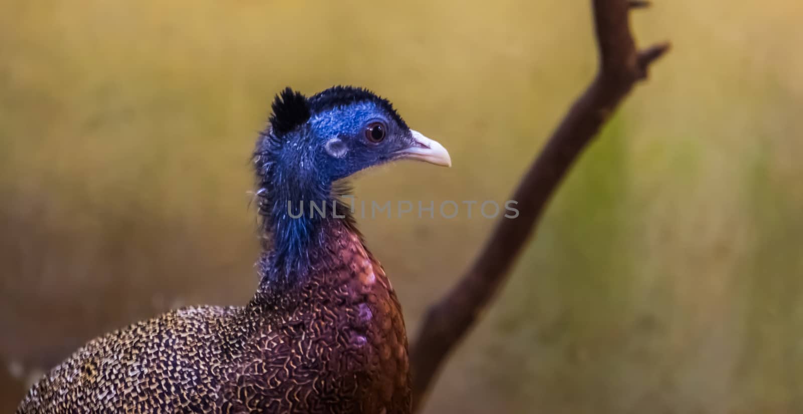 male great argus pheasant with its face in closeup, near threatened animal specie from Asia by charlottebleijenberg