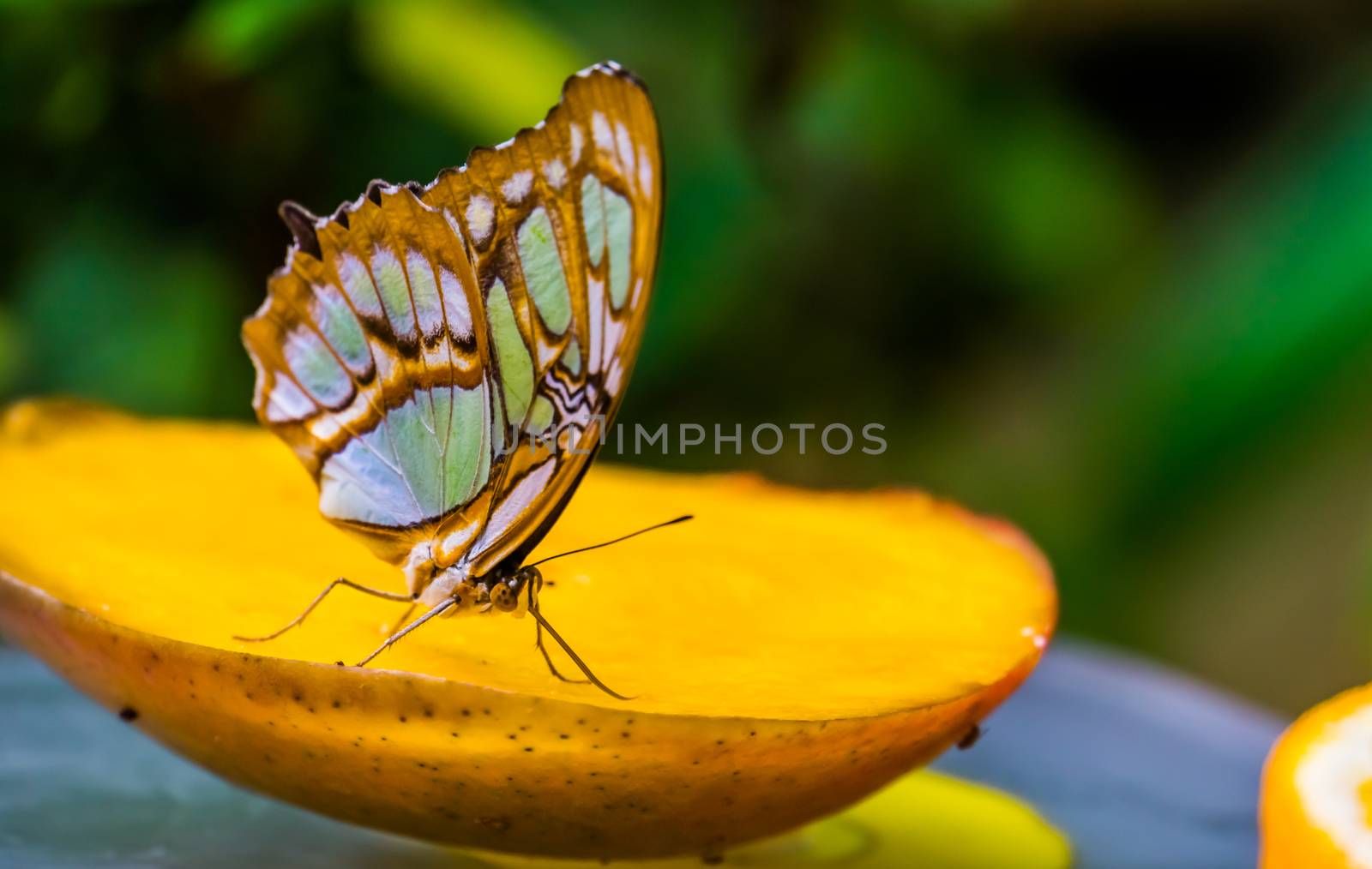 Macro closeup of a malachite butterfly with closed wings, Colorful and beautiful tropical insect specie from America by charlottebleijenberg
