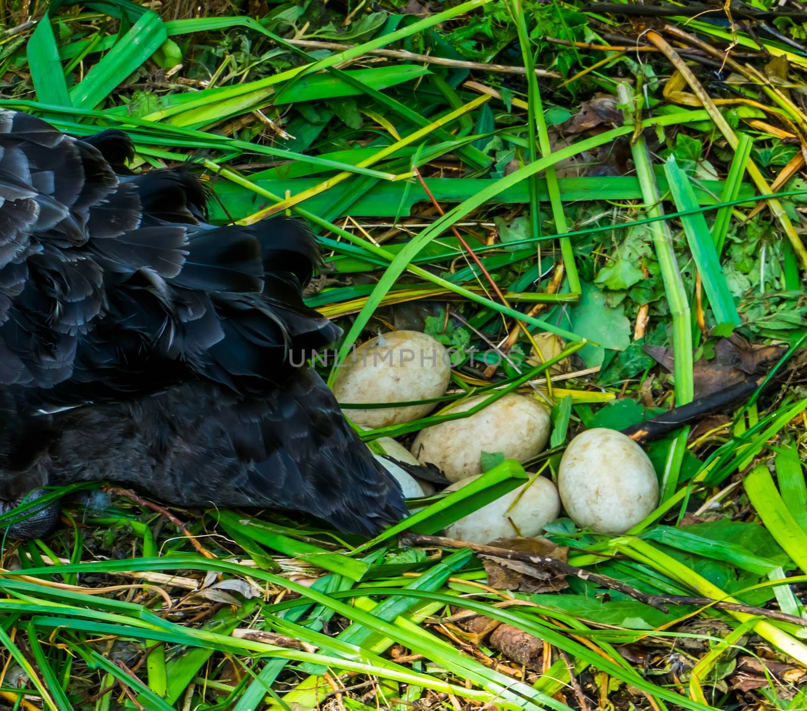 closeup of black swan eggs in the birds nest, Bird breeding season, Animal reproduction
