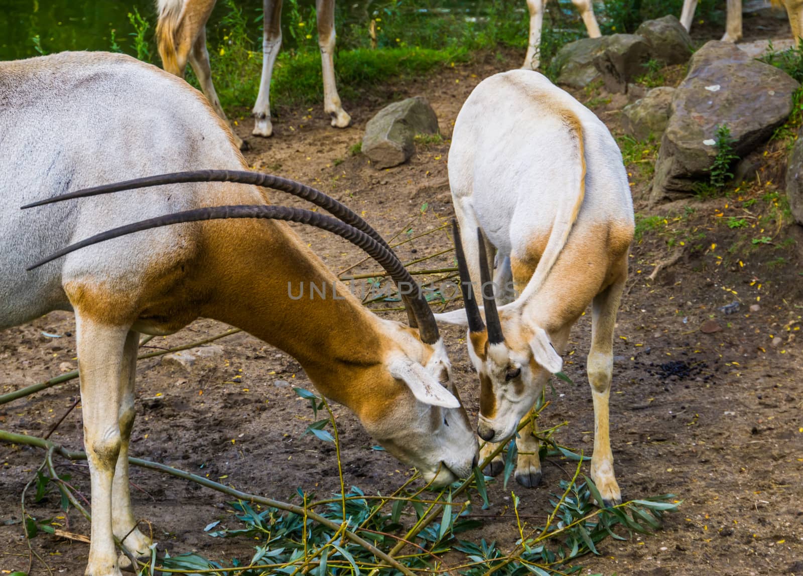 two scimitar oryxes eating leaves together, Antelope diet, animal specie that is extinct in the wild by charlottebleijenberg