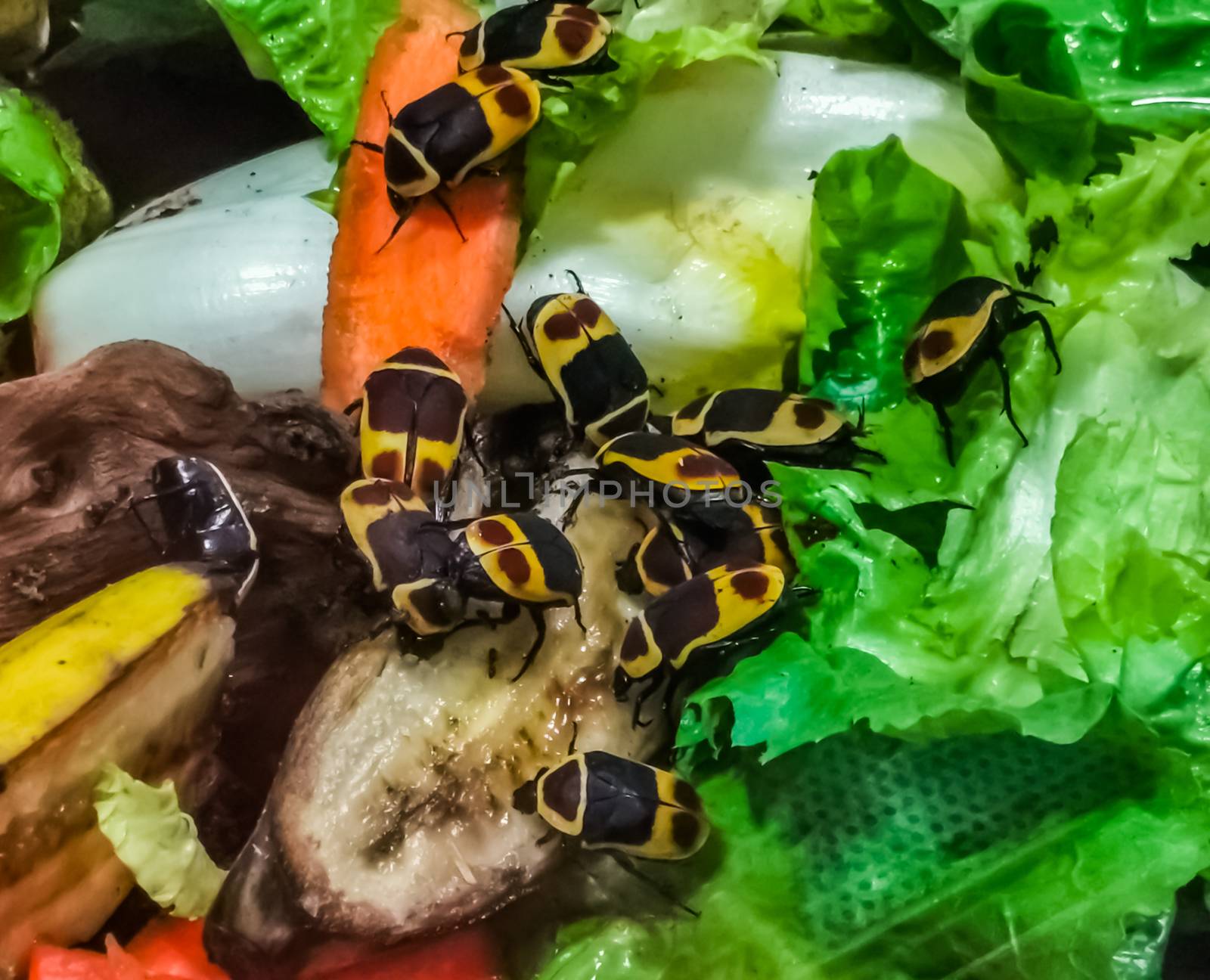 closeup of sun beetles feeding on vegetables, tropical scarab beetle specie from Africa