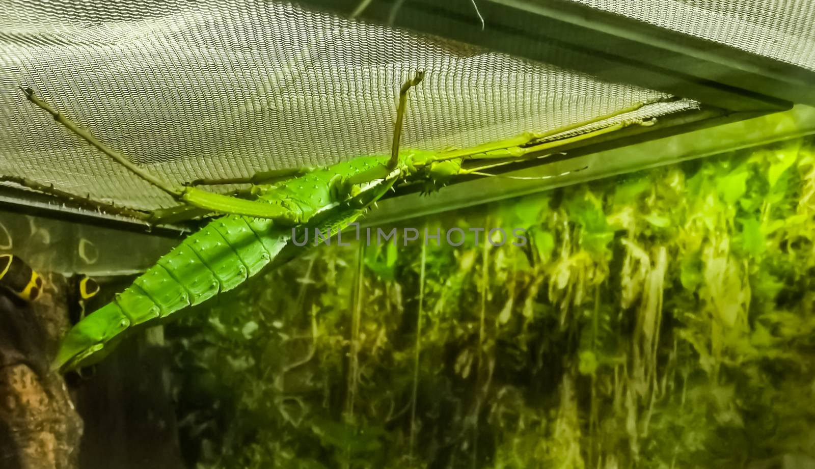 green female malayan jungle nymph in closeup, walking stick insect specie from Asia