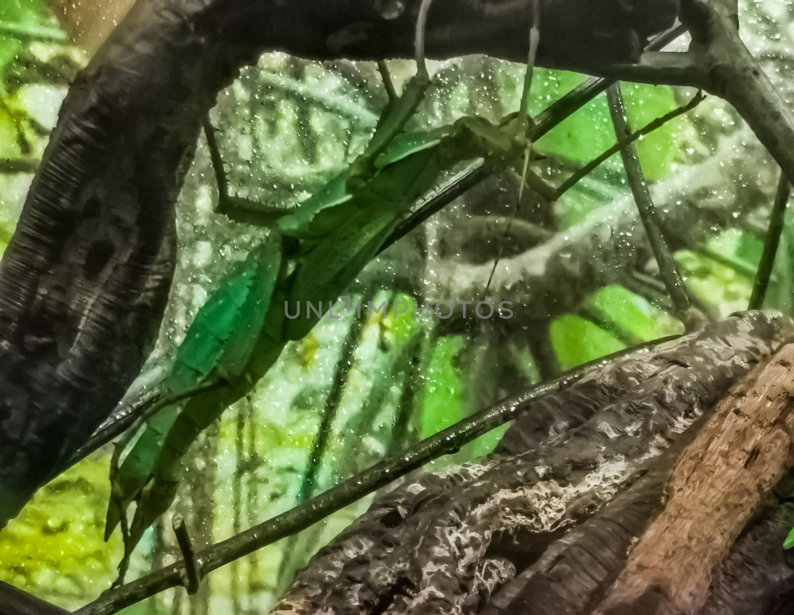 closeup of a green female malayan jungle nymph, walking stick insect specie from Asia