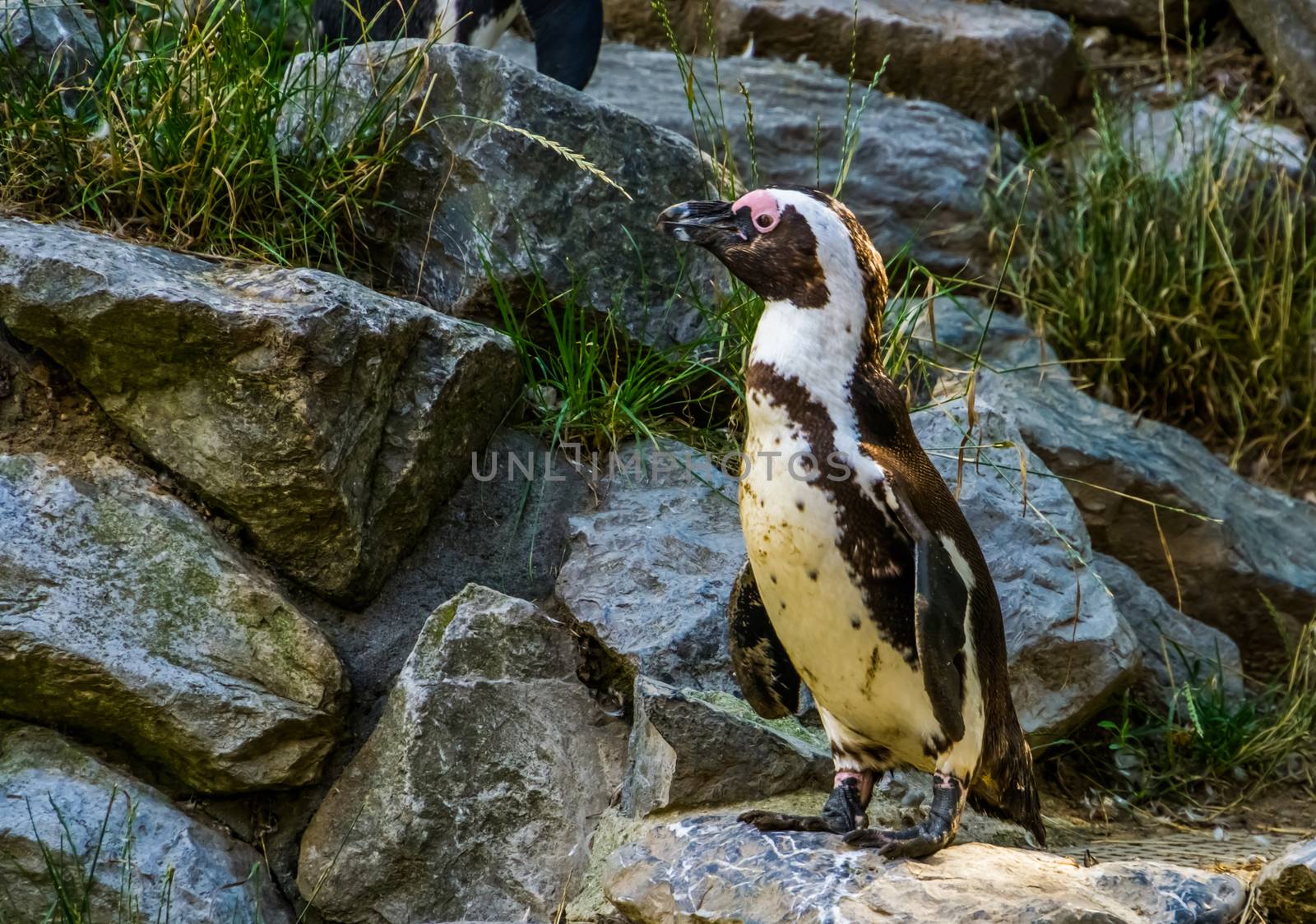 closeup of a african penguin standing on a rock, Endangered animal specie from the coast of Africa by charlottebleijenberg