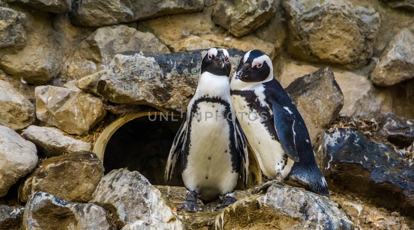 cute african penguin couple together, Endangered animal specie from the coast of Africa