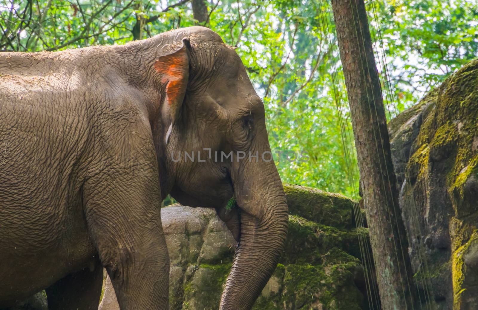 The face of a Asian elephant in closeup, Endangered animal specie from Asia