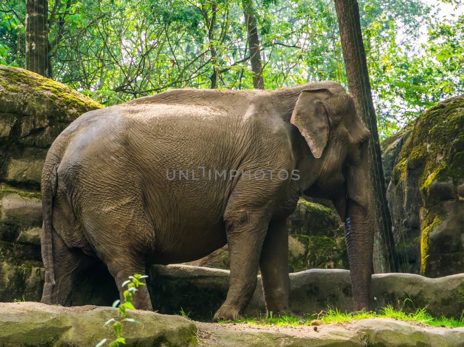 closeup portrait of a Asian elephant, Endangered animal specie from Asia
