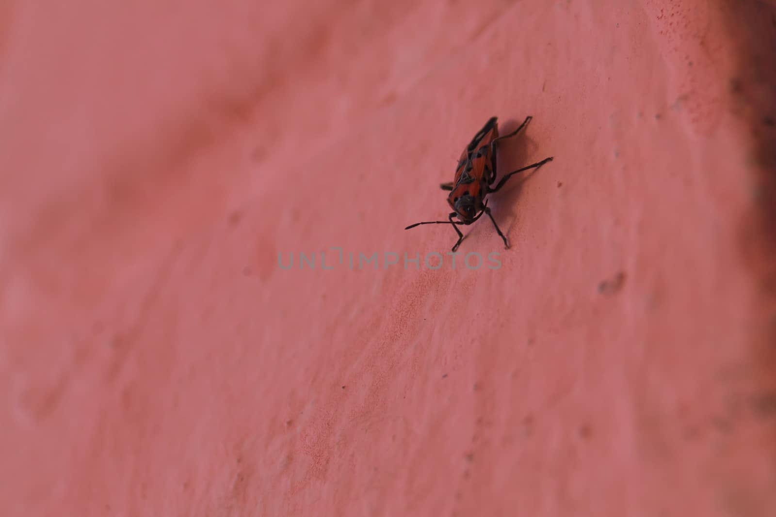 Redbug on pink wall closeup with blurred background.