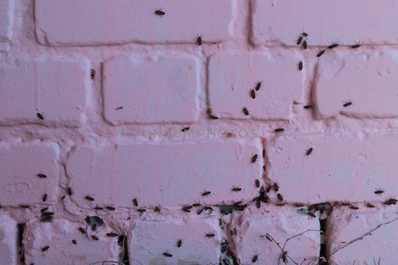 A lot of redbugs on pink wall with blurred background. by alexsdriver