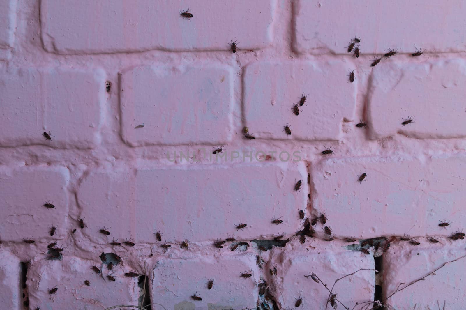 A lot of redbugs on pink wall with blurred background.