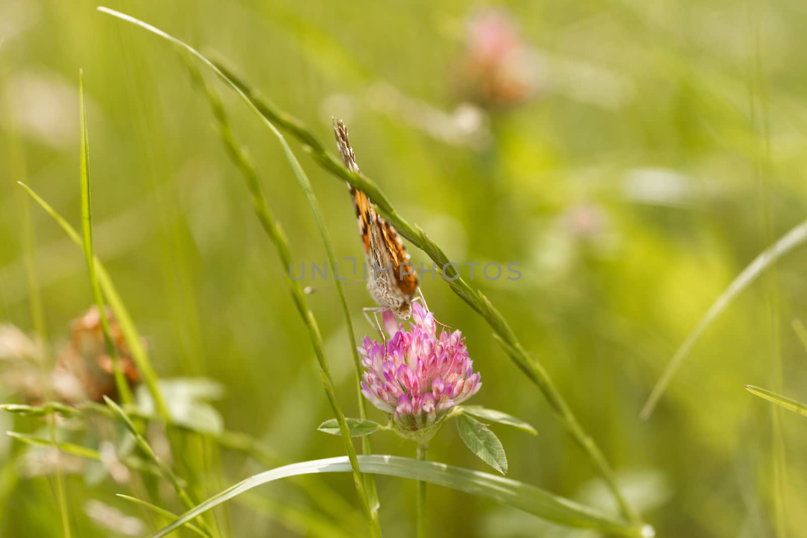 An orange butterfly on wildflower on soft green blurred background.