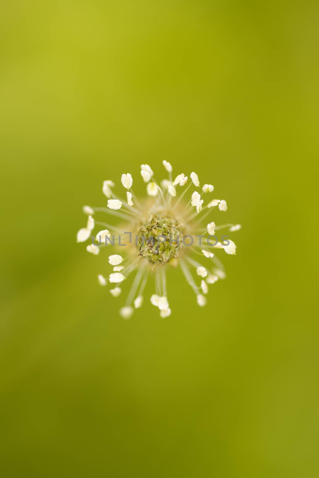 White wildflower on fully blurred green background.