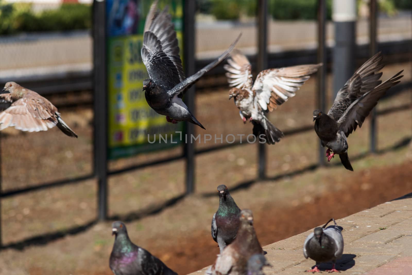 Pigeons on the edge of the railway platform.