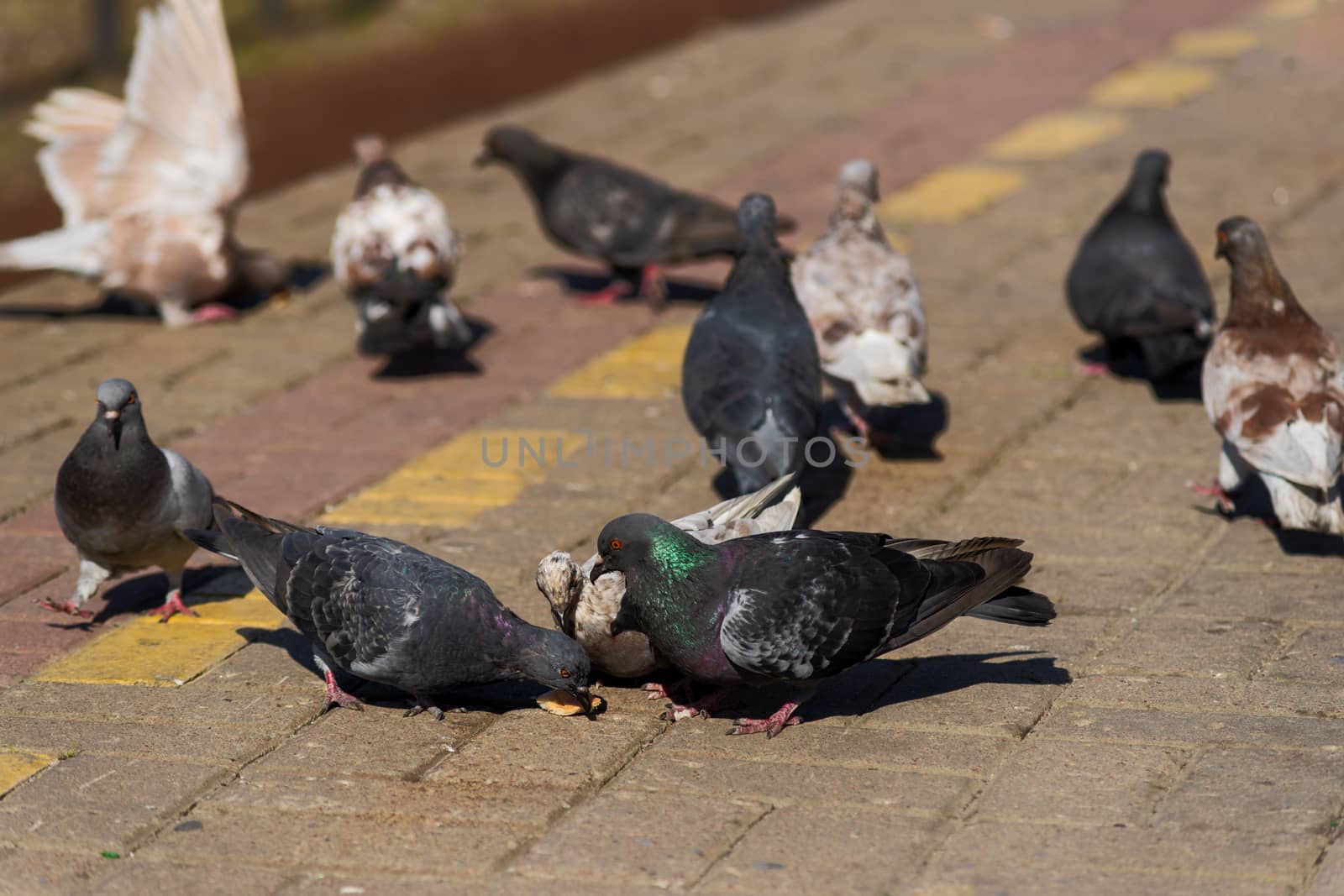 Pigeons on the edge of the railway platform.