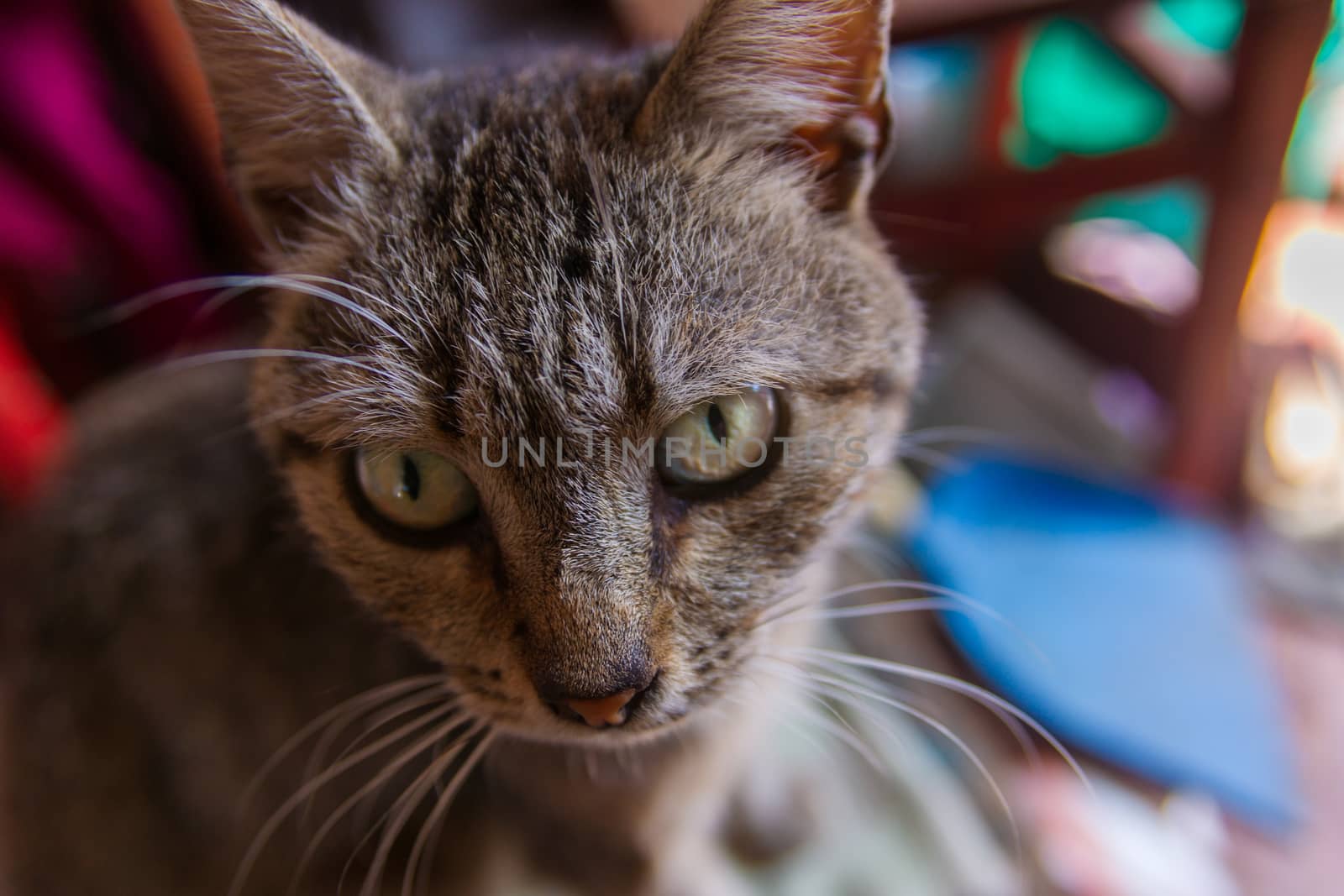 Homeless cat closeup photo with soft focus and blurred background.