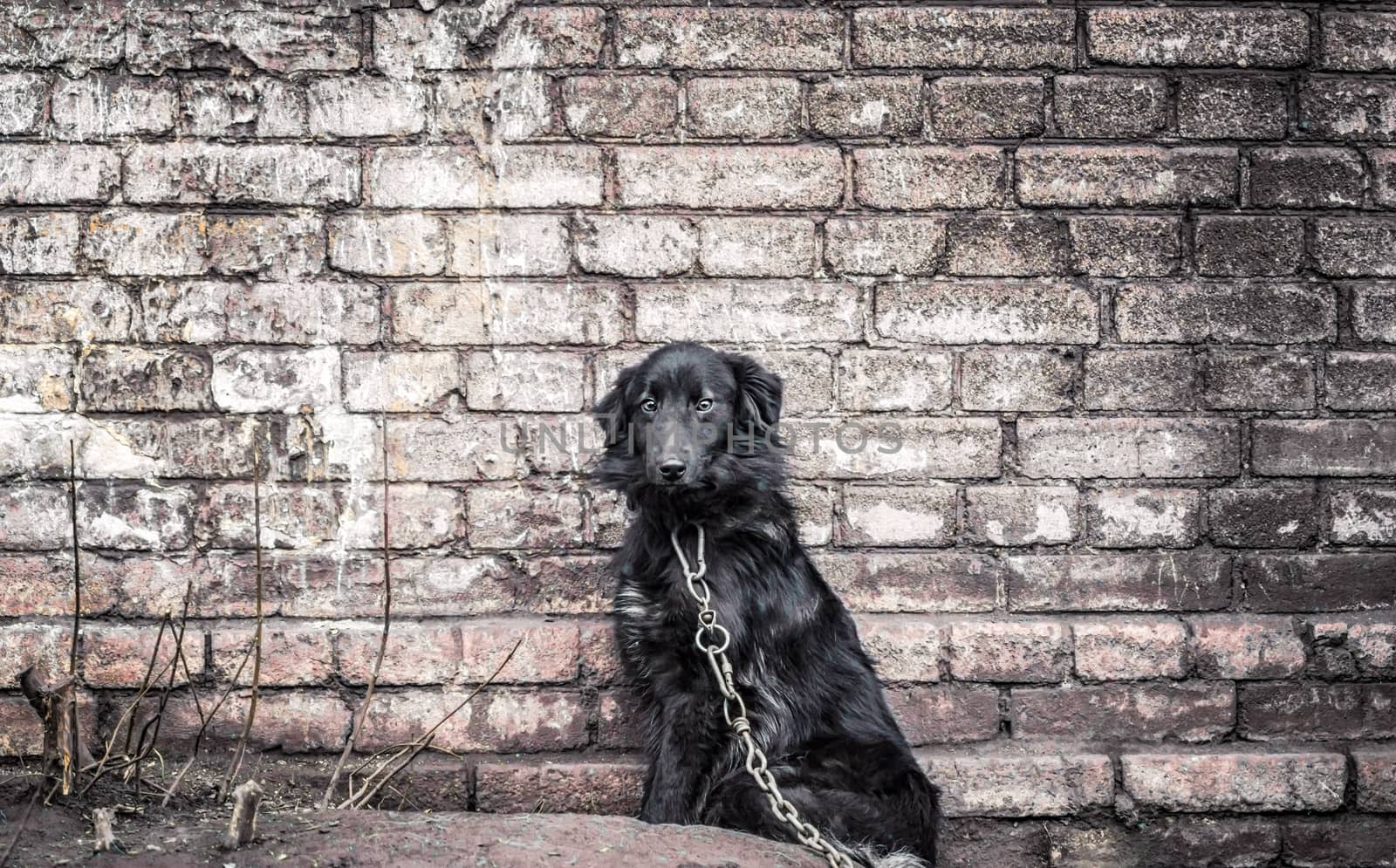 lonely sad mongrel chain dog near an old dirty brick wall